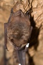 Geoffroy`s bat Myotis emarginatus Royalty Free Stock Photo